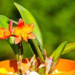 Orchidee Sonnenbrand: Schutz & Erste Hilfe Tipps 15 BVO