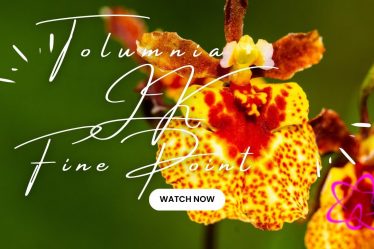 Tolumnia Jk Fine Point: Beeindruckende Blütenpracht