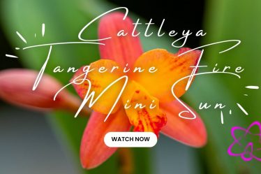Die Atemberaubende Schönheit Der Cattleya Tangerine Fire Mini Sun In Voller Pracht!