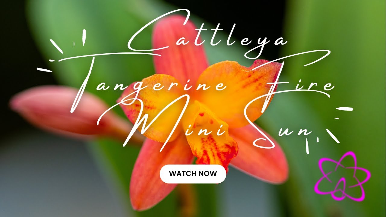 Die Atemberaubende Schönheit Der Cattleya Tangerine Fire Mini Sun In Voller Pracht!