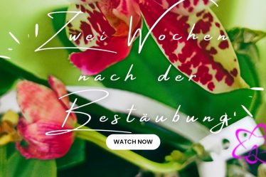 Orchideen Bestäubung, Hat Es Funktioniert, Das Update Zwei Wochen Später