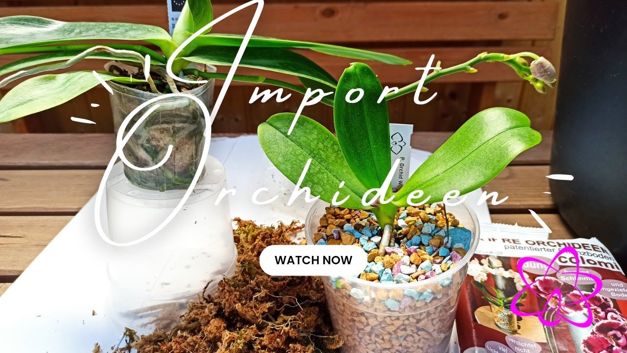 Ein Erfahrener Gärtner Zeigt, Wie Sie Ihre Importierten Orchideen Am Besten Umpflanzen