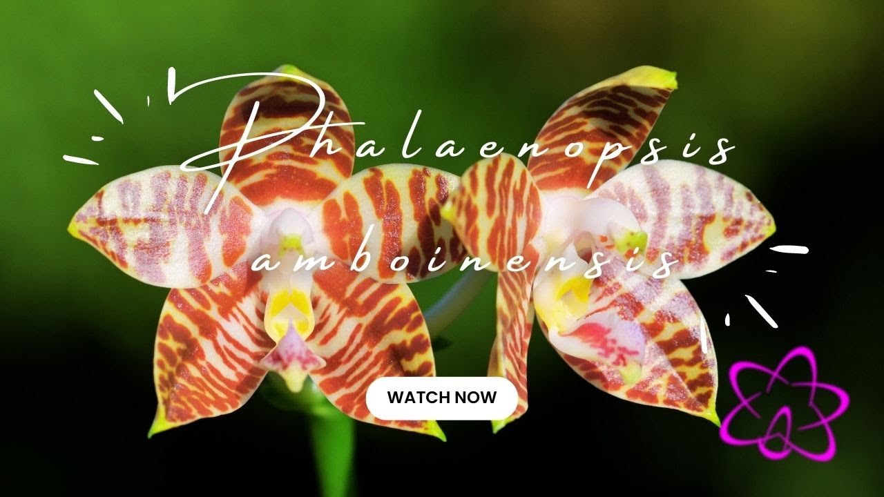 Jetzt In Blüte: Phalaenopsis Amboinensis Lässt Herzen Höherschlagen