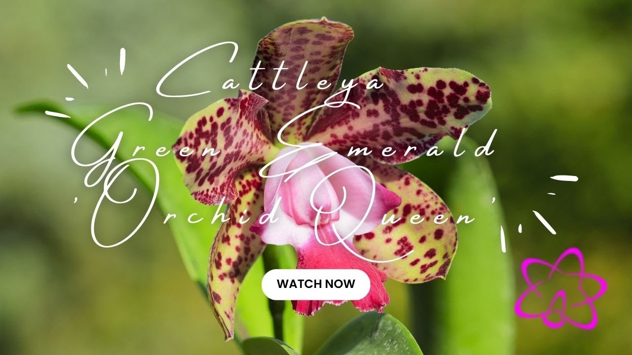 Cattleya Green Emerald ‚Orchid Queen‘
