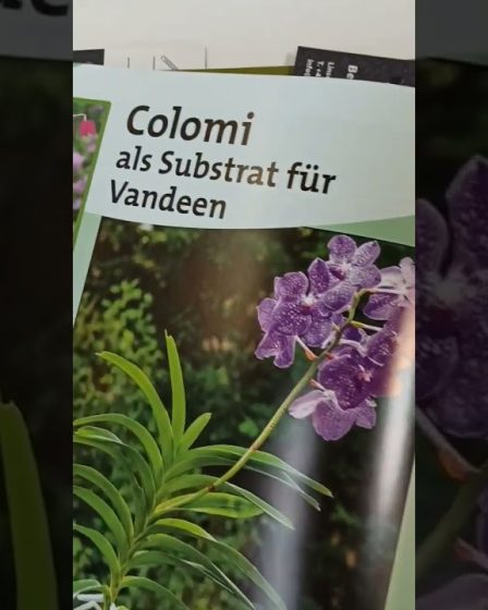 Jetzt Erhältlich Die Neue Ausgabe Von Orchideenzauber! Exklusiv Mit Meinem Beitrag Zu Colomi!