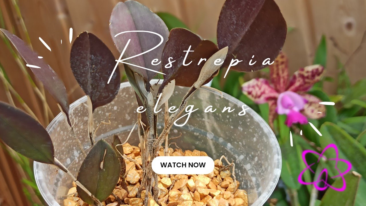 Restrepia Elegans &Amp; Colomi – Im Sommer Besser Draußen Kultivieren