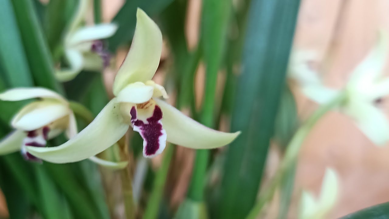 Faszination Maxillaria Orchideen, Der Nächste Trend Für 2024 -Orchideenhobby.de