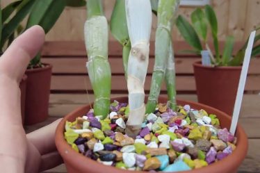 Cattleya Orchideen Mit Colomi Im Tontopf Kultiviert – Ergebnis Nach Monaten 1/3