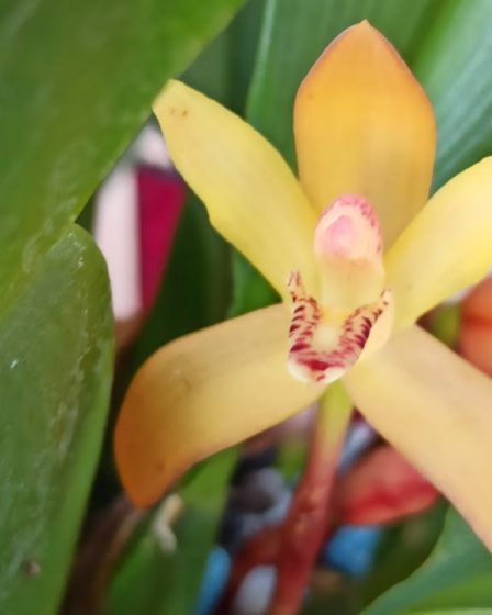 Orchideen Rundgang Mit Der Bitteren Wahrheit Zu Den Vanda Orchideen