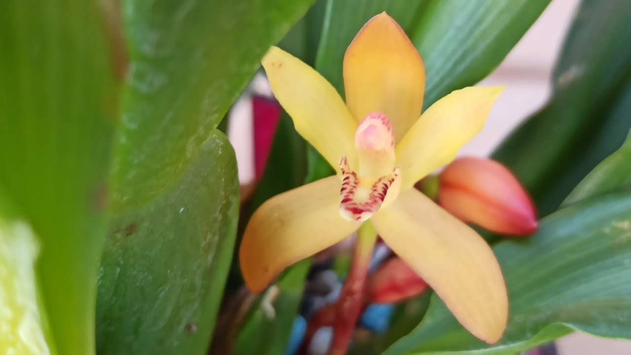 Orchideen Rundgang Mit Der Bitteren Wahrheit Zu Den Vanda Orchideen
