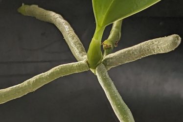 Wann Kindle Von Der Mutterpflanze Trennen – Phalaenopsis Mit Baby