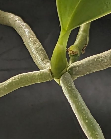 Wann Kindle Von Der Mutterpflanze Trennen – Phalaenopsis Mit Baby