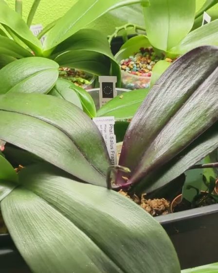Orchideen Klebrige Blätter Und Blüten – Ursachen