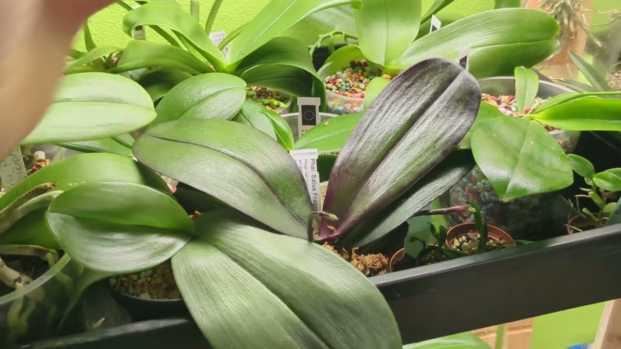 Orchideen Klebrige Blätter Und Blüten – Ursachen