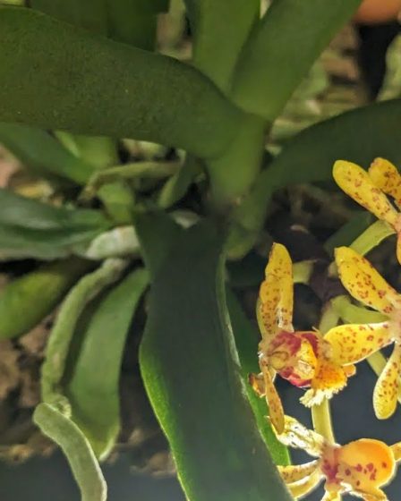 Aufgebundene Orchideen – Gastrochilus Arten