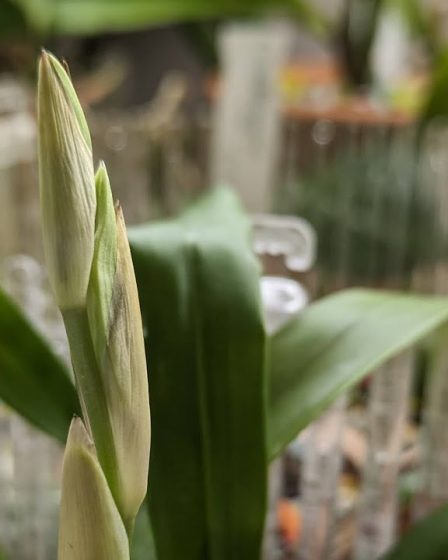 Engelsorchidee – Coelogyne Cristata – Silvester Blütentrieb 31.12.2023