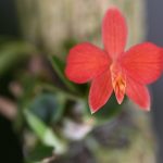 Spinnmilben Orchideen bekämpfen: Hausmittel & Präparate 20 Dsc 0138