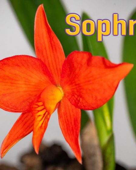 Sophronitis Coccinea ‚Tipo‘ – Orchideenhobby.de