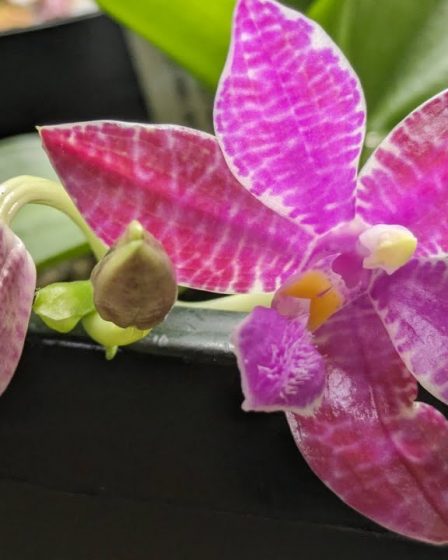 Phalaenopsis Lueddemanniana Und Mehr – Www.orchideenhobby.de