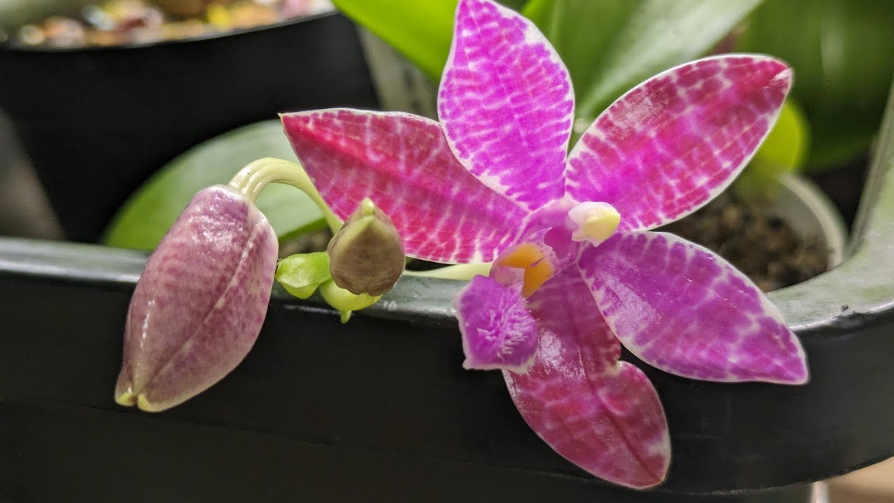 Phalaenopsis Lueddemanniana Und Mehr – Www.orchideenhobby.de