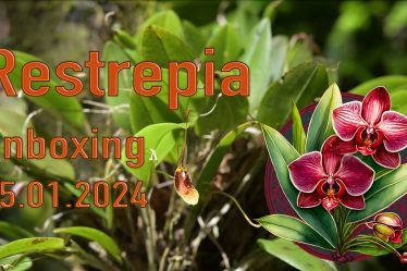 Restrepia Orchideen Unboxing 25.01.2024