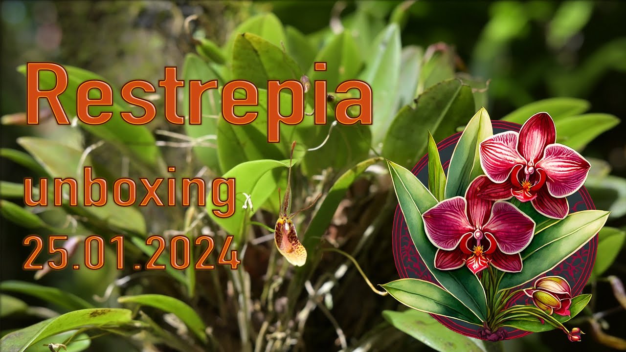 Restrepia Orchideen Unboxing 25.01.2024