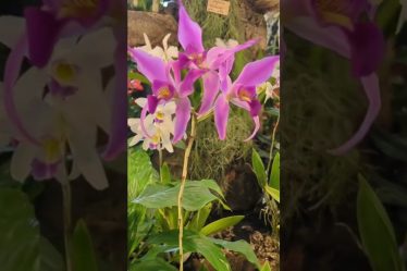Neu Ulmer Orchideen Tage 2024