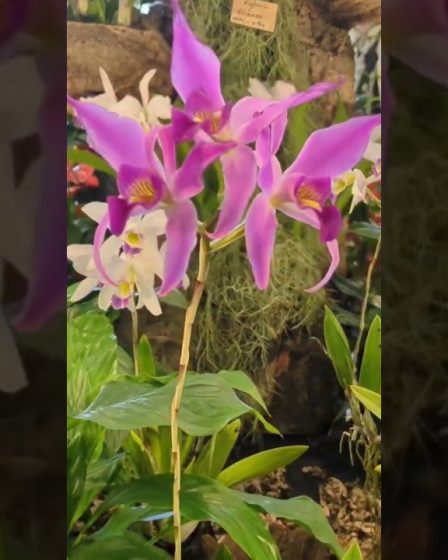 Neu Ulmer Orchideen Tage 2024