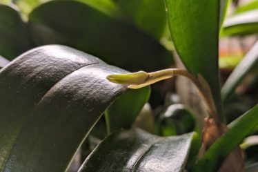 Bulbophyllum Esteregg – Orchideenhobby 29.03.2024