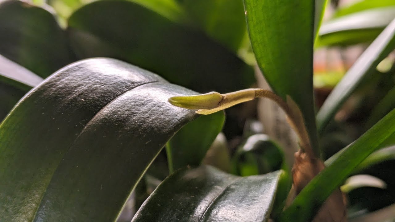 Bulbophyllum Esteregg – Orchideenhobby 29.03.2024