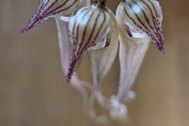 Bulbophyllum Longissimum Und Mehr – Orchideenhobby.de 30.04.2024