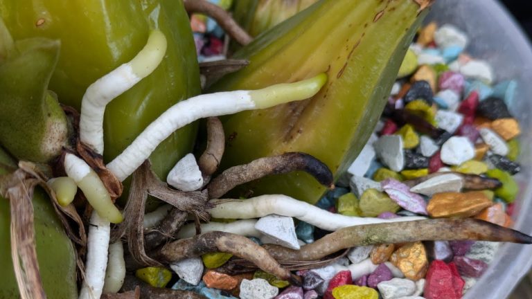 Raus An Die Frische Luft – Orchideen Update 29.06.2024