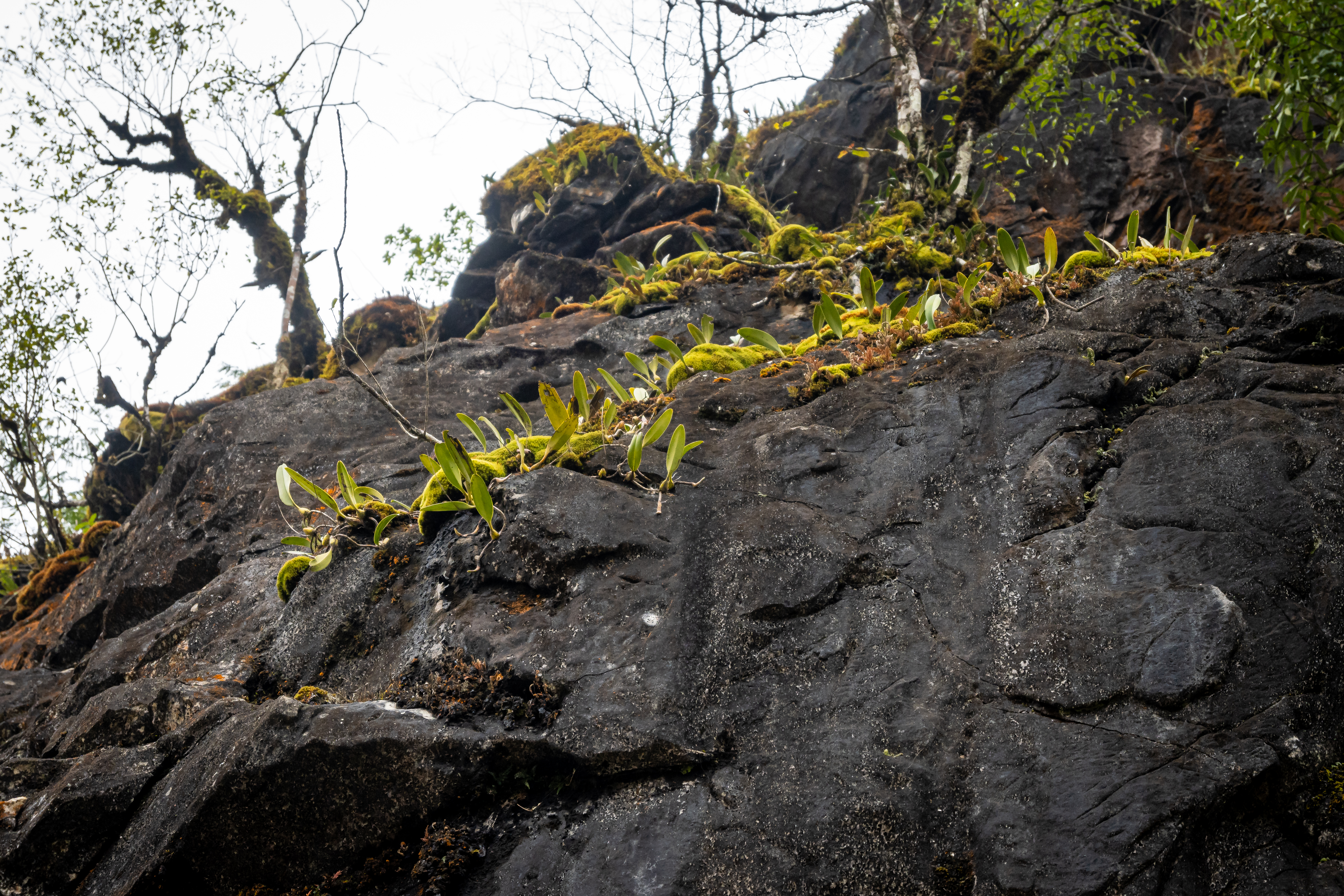 Bulbophyllum in Sapa Vietnam
