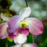 Paphiopedilum vietnamense