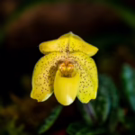 Paphiopedilum concolor – Frauenschuh aus Südostasien 4 BVO