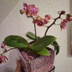 Bonsai Duftorchidee botanic und Duftorchidee Table Dance Dusty Belle