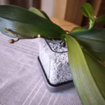 Colomi Substrat Test: 30 Jahre Orchideen-Erfahrung erklärt 22 WhatsApp Image 2026 02 27 at 11.31.00