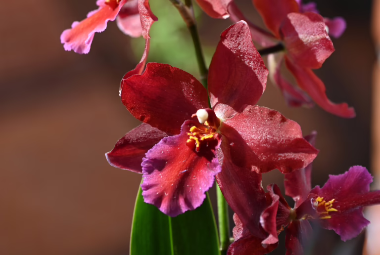 Odontonia Lisa Delight