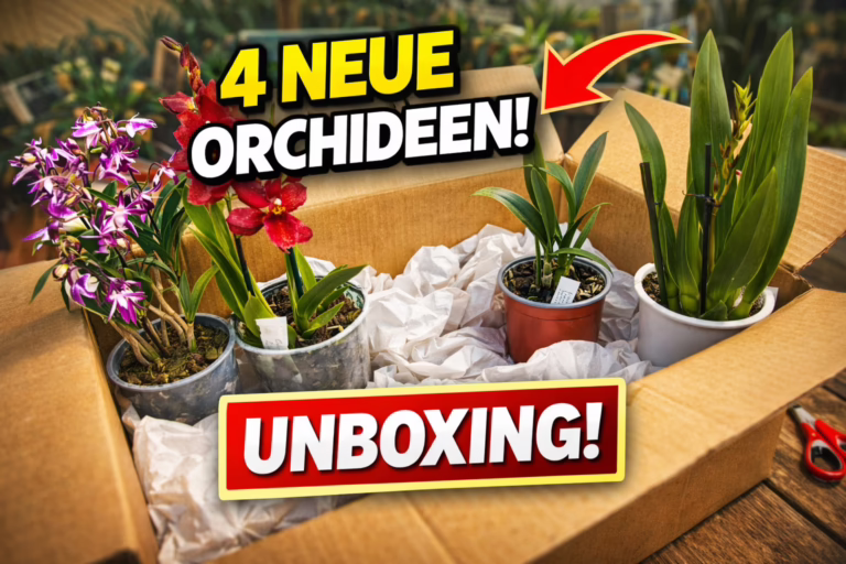 Unboxing 1