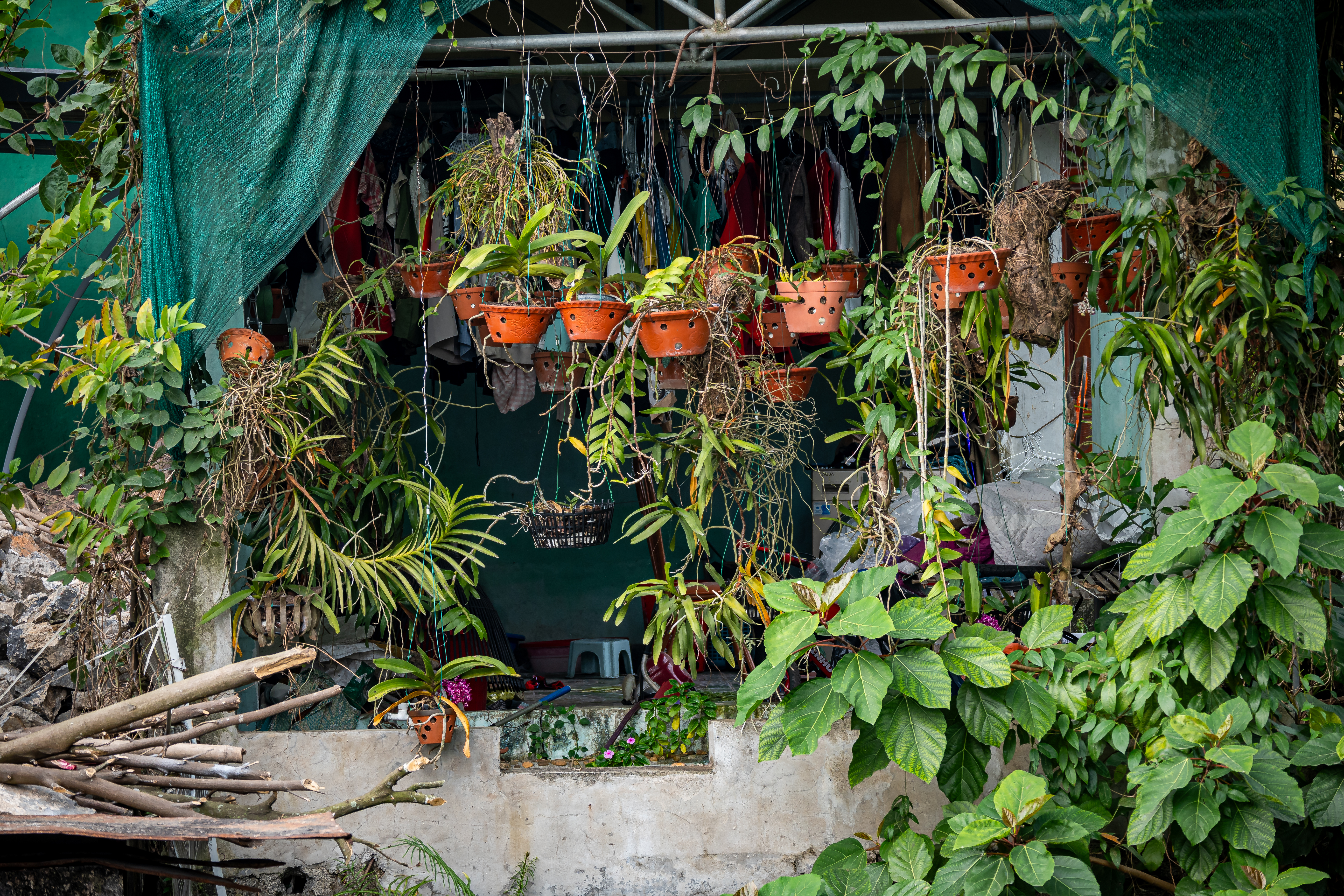 Orchids in Vietnam Tam Coc Bich Dong