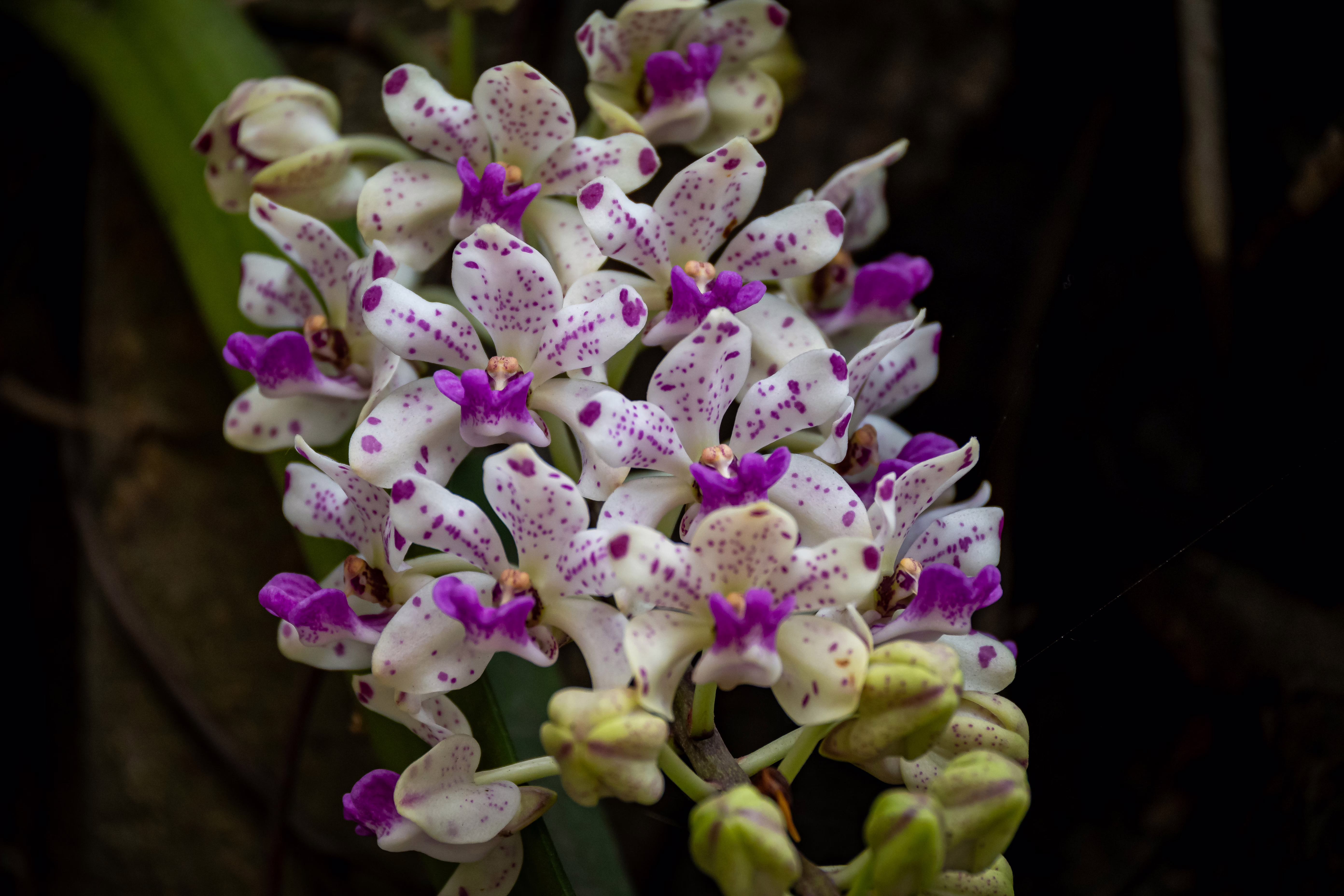 Weiß-violette Blüten einer Rhynchostylis gigantea