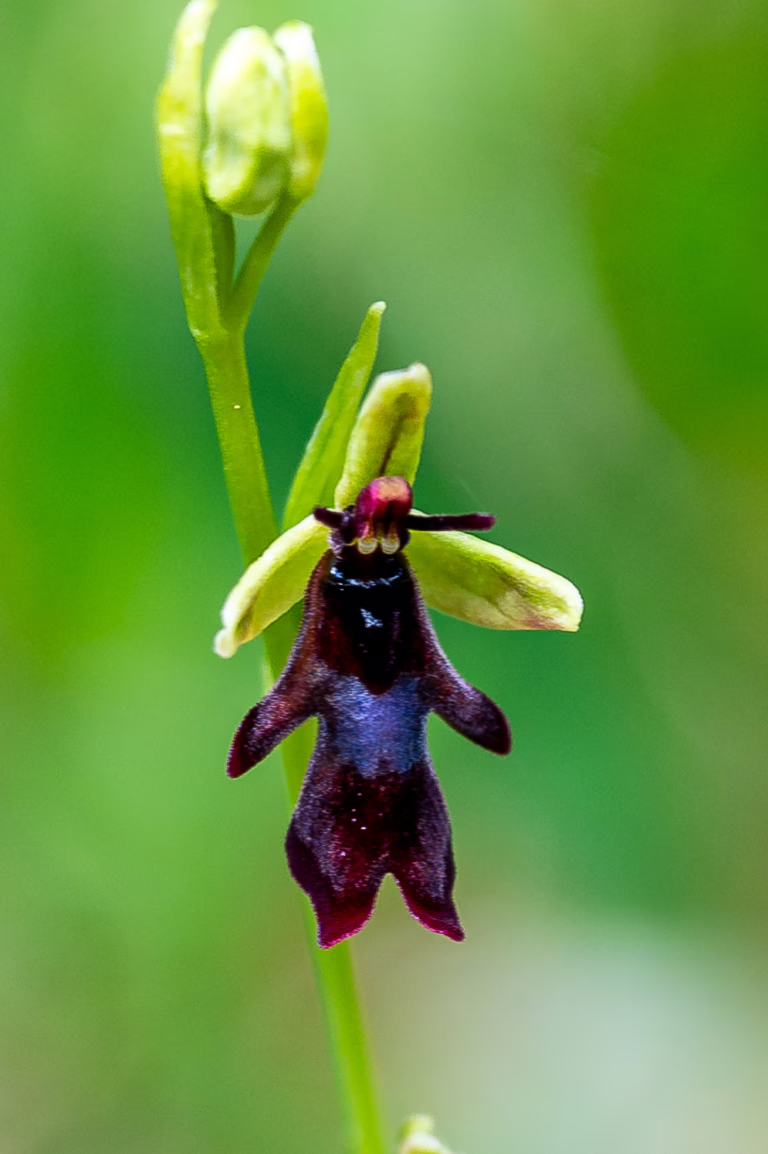 Ophrys insectifera