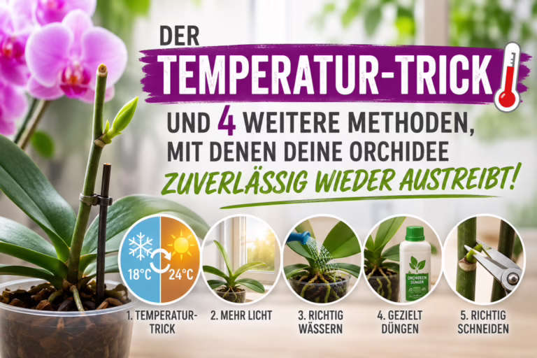 Temperatur trick