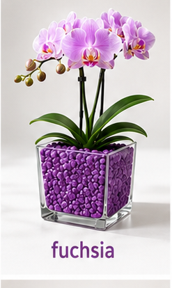 Colomi Fuchsia Orchideensubstrat