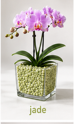 Colomi Jade Orchideensubstrat