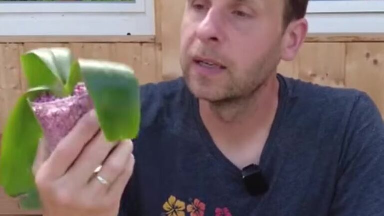 Bernd Vollmer hält einen Topf mit Phalaenopsis in buntem Colomi Granulat