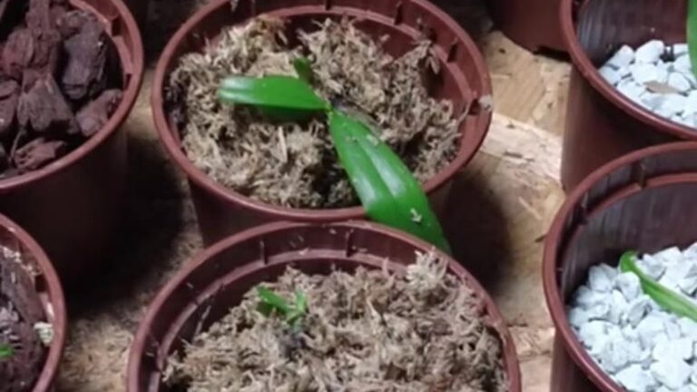 Töpfe mit Phalaenopsis Jungpflanzen in Pinienrinde, Sphagnum und weißem Colomi Granulat nebeneinander