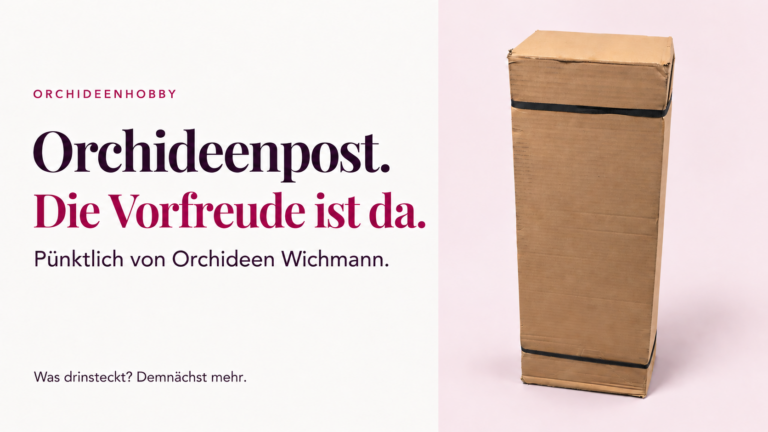 Geschlossenes Paket von Orchideen Wichmann auf hellrosa Hintergrund. Orchideenpost. Die Vorfreude ist da. Demnächst mehr.