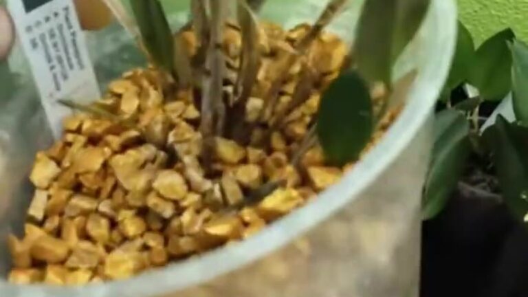 Kleine Restrepia Orchidee in einem Topf mit gelbem Colomi Granulat