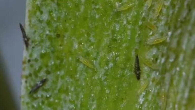 Mehrere Thripse auf der hellgrünen Oberfläche eines Orchideenblatts mit silbrigen Saugstellen